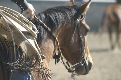 One of the colts at last year's Horsemen's Re-Union 