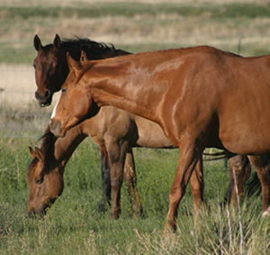 Provide grass, or feed hay in as many feedings as your schedule permits. The horse's digestive system is geared to taking in small amounts over most of the day, rather than eating once or twice a day at feeding time. 