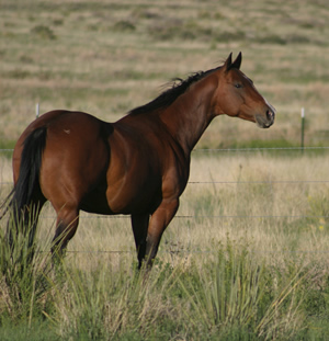 Recognizing colic is easy even though the horse can't tell you in so many words that he's hurting or where he hurts. 