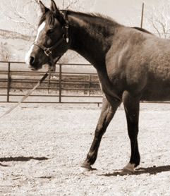 Pointing, resting with a foreleg out in front of the normal stance is an indicator of lameness. 
