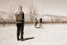 Lead your horse at a trot straight toward an observer. 