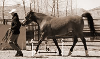 If the left front were sore, when your horse's weight is squarely on that foot, she might raise her head to take some of the weight off. 