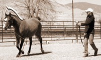 Watch and compare front leg to front leg and hind leg to hind leg movement. The sore leg will likely stay in the air longer, though it may not be raised any higher. 