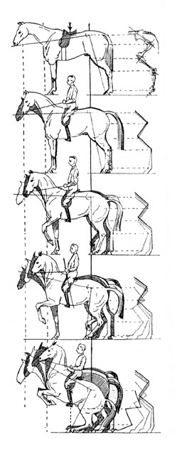 The concept of collection and elevation in front The lines behind the horse show the progressive flexion and engaging of the hindquarters. Wilhelm Museler from Reit Lehre 1928.