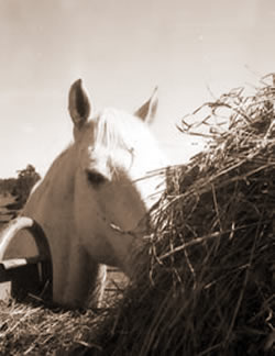 Providing roughage twice a day is considered by many to be the minimum. We want the horse to have something to chew on for as much of the day as our schedules allow.