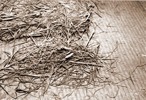 Alfalfa leaves, lower right, remain intact, retaining the nutrients. 