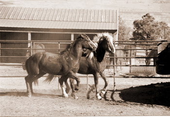 You don't, of course, have to be this careful. The first step could be to just turn out both horses in a fenced area like a pasture or arena and step back. This may go well, or it may not; most of us have seen both situations. 