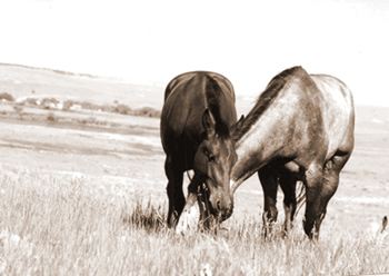 The next step is to allow physical contact in a situation you set up. Both horses should have enough space to get away from the other. 