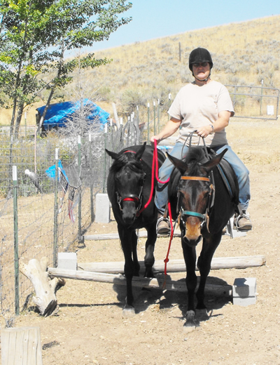 Dudasik ponying young horse 