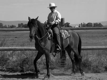 Jundero - An Azteca gelding, which is a cross between an Andalusian and a Quarter Horse.