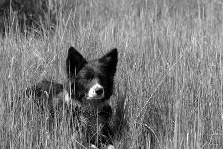 A ranch border collie