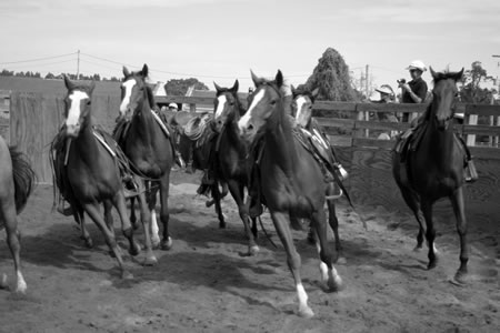 Riders who start colts need to be empathetic and have a willingness to view the encounter from the horse's point of view.