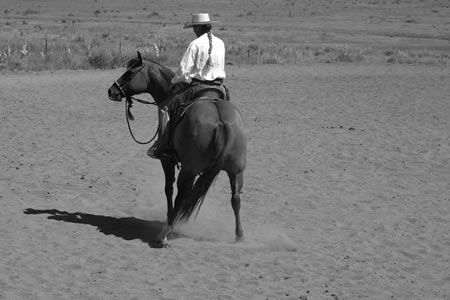 In this photo, you can see that Sally is still bending to the left but has lost her flexion and has stopped backing. I'll ask her to step her hindquarters over to the right with my left leg, and start her backing again. Then I can regather her flexion.