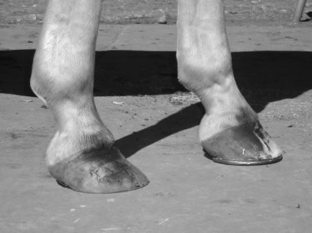 The toes grow faster than the heels, whether the hoof is shod or not. Contrast the shoeing-in-progress hoof’s shorter toe and consistent pastern-hoof angle with the shoe-just-pulled hoof’s longer toe. Overlook the toe flare (the excess has been removed in the nearly finished hoof) and note the difference between the hoof angles. Breakover is more difficult when the toe is long. 