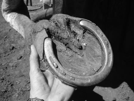 In this extreme example, the growing hoof has carried the shoe forward so that the shoe heels now press on the “seat of corn.” When the shoe was removed, reddish areas of bruising could be seen. The hoof has grown over the shoes at the quarters, too.