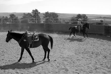 Once Randy was traveling freely to the right and left, I would take Shadow out on the big circle and leave Randy in the center of the round pen. Here, I'm working on Shadow's canter to the right.