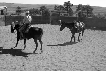 If at any time I feel Shadow not between my reins, I can use the flag to help keep him centered and on track.