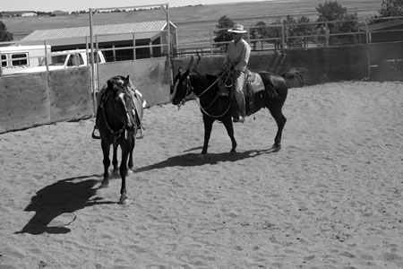 Here is a figure eight through the center of the round pen changing from left to right. I draw so that Randy hooks on enough to come across the center of the pen. Then I push on his eye, until he changes eyes and directions.