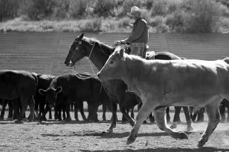 Buck Brannaman Arc, Steamboat Springs, Colo.