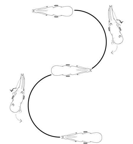 A backed serpentine should look just like a forward serpentine: a series of half circles connected by straight lines when changing directions. (A.) Start by backing straight. (B.) Back a half circle to the right. ( C.) Back straight before changing directions. (D.) Back a half-circle to the left. (E.) Finish backing straight.