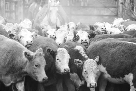 Cows-in-corral-B&W