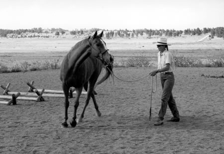 Nice picture; good amount of slack in the lead rope and he is bending around the circle, lined up from head to tail.