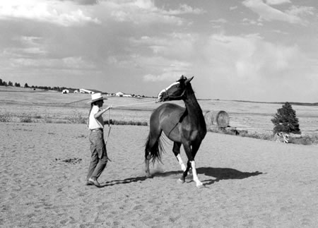 This colt is pushing away with his inside hind leg, leaving the circle by falling out with his shoulders.