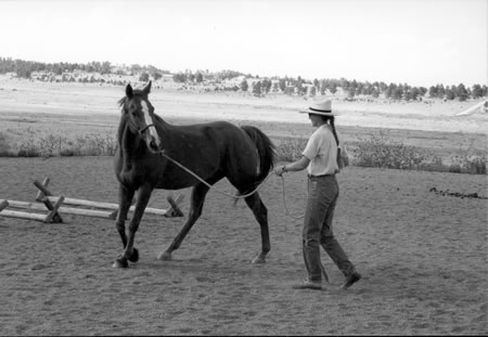 Ginsor is following the leading hand. See the slack in theThis colt is pushing away with his inside hind leg, leaving rope, but his head and neck are disconnected from his body.