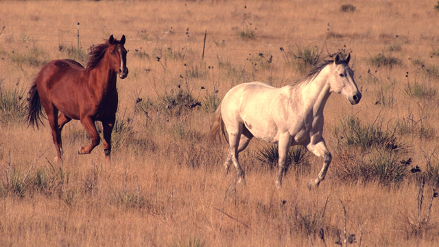 Detecting Lameness In Your Horse Part 1 Eclectic - 