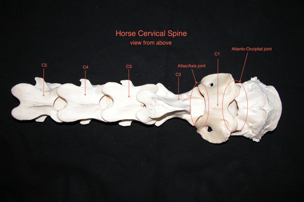 Comparable Parts No. 4 – Sticking your neck out | Eclectic Horseman