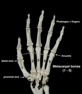 Comparable Parts #9 I met a carpal – The Cannon Bone – Eclectic Horseman