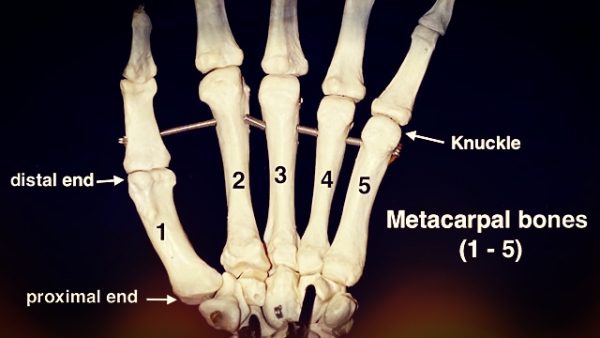 Comparable Parts #9 I met a carpal – The Cannon Bone | Eclectic