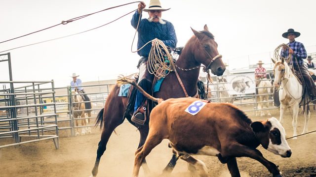 Viva Vaquero
