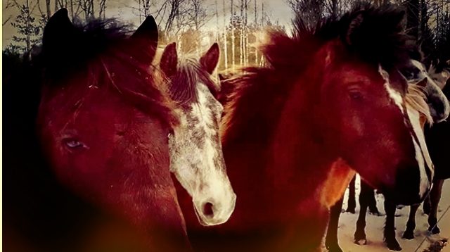 Mandy_4-header